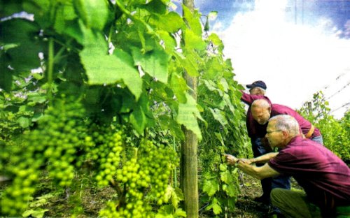 Inspectie van de druiven door Frits Jooss, Henk Derks en Ad Leenaars in wijngaard De Steenen Beer. 